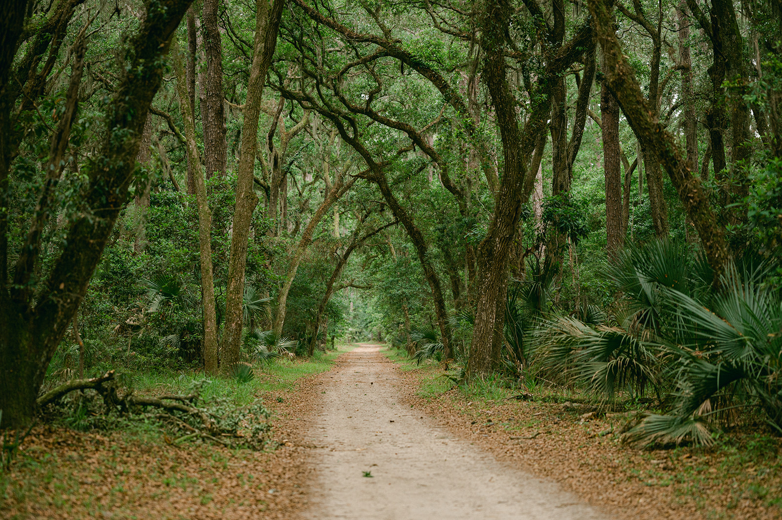 Large oak trees and walking path at Palmetto Bluff– a luxury community in Bluffton, SC. 