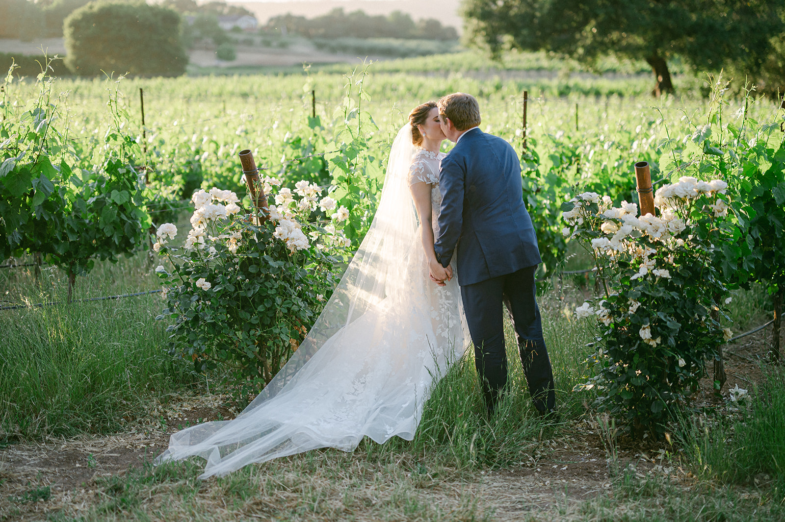 Summer evening portraits at Sonoma Vineyard Estate.