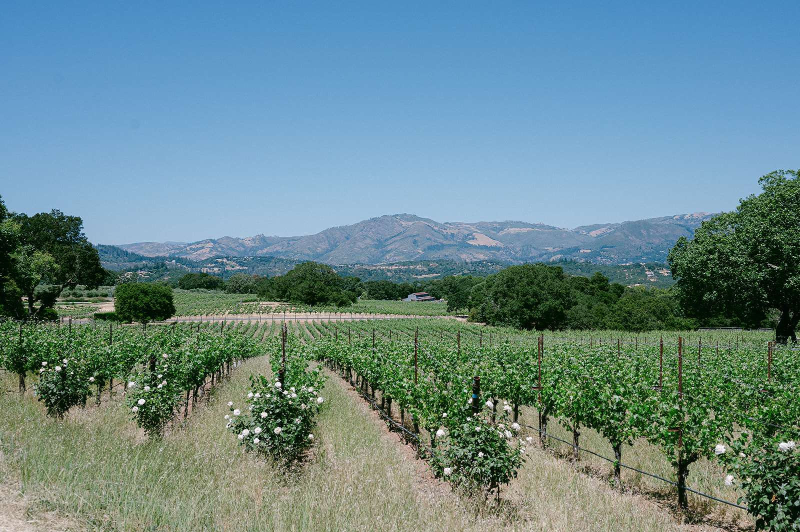 Vineyards at Sonoma Valley Wedding Venue